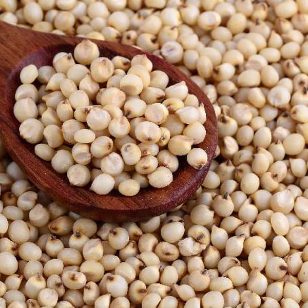 Sorghum (Jowar)