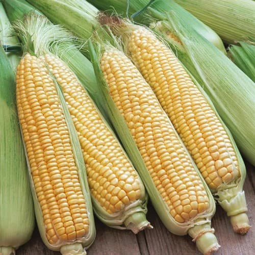 Maize (Corn)