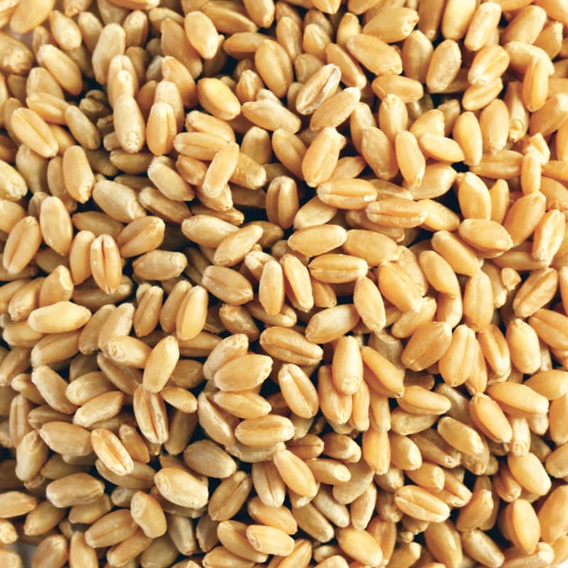 Wheat